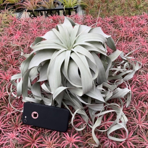 第三眼的重量 空氣鳳梨 霸王(Tillandsia Xerographica) 生前