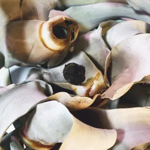 第三眼的重量 空氣鳳梨 霸王(Tillandsia Xerographica) 死亡